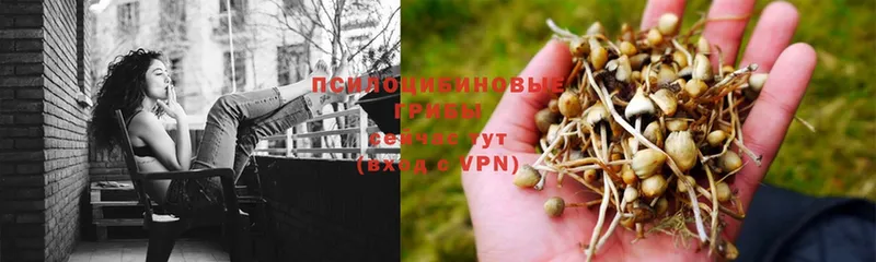 Галлюциногенные грибы Magic Shrooms  blacksprut ссылки  Грайворон 